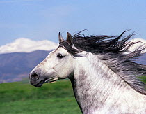 RF- Grey Andalusian stallion head portrait. Colorado, USA. (This image may be licensed either as rights managed or royalty free.)