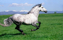 Grey Andalusian stallion cantering with Rocky mtns behind, Colorado, USA.