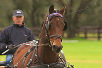 Man driving Morgan horse, Florida, USA.  Model released.