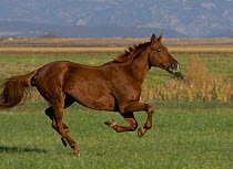 Chestnut Thoroughbred horse cantering, Colorado, USA.