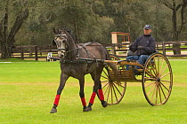 Man driving Swedish warmblood horse, Florida, USA.  Model released.