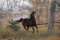 Thoroughbred horse galloping, Colorado, USA