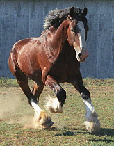 Young Clydesdale stallion galloping, Colorado, USA.