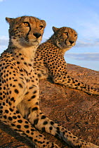 Toki and Sambu - hand reared male Cheetahs after rehabilitation to the wild.