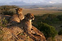Two hand reared male Cheetahs after rehabilitation to the wild. Lewa WC, Kenya, East Africa