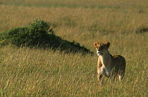 Lioness {Panthera leo} watching for warthogs, Masai Mara, Kenya.
