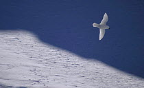 Snow petrel {Pagodroma nivea} in flight over snow drift, Antarctica.
