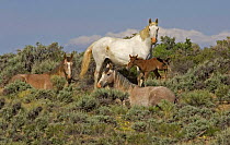 Mustang / Wild horse family group, mare + two fillies + colt foal, Wyoming, USA Adobe Town HM