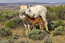 Mustang / Wild horse - white mare protects newborn colt foal, Wyoming, USA. Adobe Town