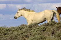 Mustang / Wild horse - grey stallion rushing down hillside, Wyoming, USA. Adobe Town HMA