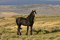 Mustang / Wild horse - black stallion standing, Wyoming, USA. Adobe Town HMA