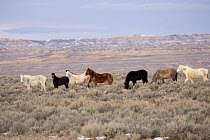 Mustang / Wild horse - chestnut stallion + six mares, Wyoming, USA. Adobe Town HMA