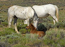 Mustang / Wild horse - stallion nudging colt, mare grazing, Wyoming, USA. Adobe