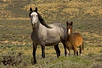 Mustang / Wild horse - grey mare and colt foal standing, Wyoming, USA. Adobe Town HMA
