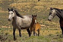 Mustang / Wild horse - mare watches grey mare + colt foal, Wyoming, USA. Adobe Town HMA