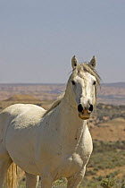 Mustang / Wild horse - grey stallion standing challenging, Wyoming, USA. Adobe Town HMA