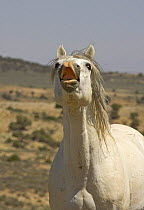 Mustang / Wild horse - grey stallion flehmen, Wyoming, USA. Adobe Town HMA
