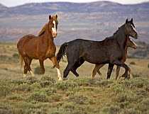Mustang / Wild horse - two mares + colt foal trotting, Wyoming, USA. Adobe Town HMA