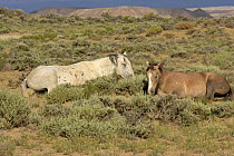 Mustang / Wild horse - grey stallion + filly resting, Wyoming, USA. Adobe Town HMA