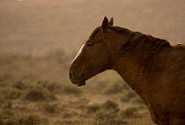 Mustang / Wild horse - stallion standing in rain storm, Wyoming, USA. Adobe Town HMA