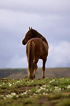 Mustang / Wild horse - Old Stallion looking over his shoulder, Wyoming, USA. Adobe