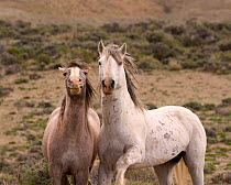 Mustang / Wild horse - grey stallion + filly, Wyoming, USA. Adobe Town HMA