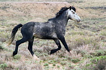 Mustang / Wild horse - grey stallion trotting, Wyoming, USA. Adobe Town HMA