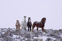 Mustang / Wild horse - mares + stallion in snow storm, Wyoming, USA. Adobe Town HMA