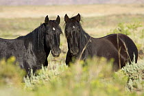 Mustang / Wild horse - black stallion and mare, Wyoming, USA. Adobe Town HMA