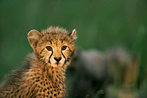 Cheetah cub portrait {Acinonyx jubatus} Phinda RR, South Africa