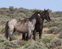 Mustang / Wild horse yearlings - black filly, grey colt, Wyoming, USA. Adobe Town