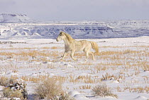 Mustang / Wild horse, grey stallion trotting in snow, Wyoming, USA. Adobe Town HMA