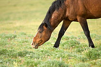Mustang / Wild horse stallion snaking neck aggressively , Montana, USA.
