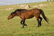 Mustang / Wild horse stallion snaking neck aggressively , Montana, USA.