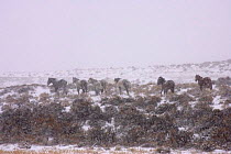 Mustang / Wild horse herd walking away in snow storm, Wyoming, USA. Adobe Town HMA
