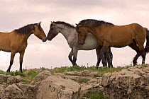 Mustang / Wild horse red dun stallion sniffing mare's noses, Montana, USA. Pryor