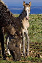 Mustang / Wild horse mare with colt, Montana, USA. Pryor mountains HMA