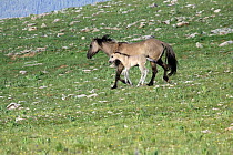 Mustang / wild horse mare and colt running downhill, Montana, USA. Pryor mountains HM