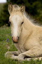 Mustang / wild horse filly portrait, Montana, USA. Pryor mountains HMA