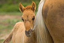 Mustang / Wild horse filly chewing on young stallion's tail, Montana, USA. Pryor