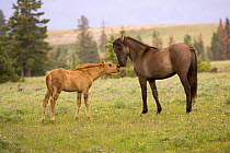 Mustang / Wild horse filly touching nose of mare from another band, Montana, USA.