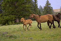 Mustang / Wild horse stallion driving filly back to his band, Montana, USA. Pryor