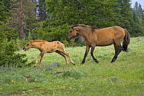 Mustang / wild horse stallion driving filly back to his band, Montana, USA. Pryor