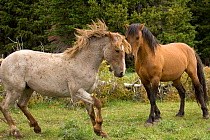 Mustang / Wild horse stallion drives stallion from mineral source, Montana, USA.