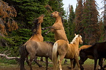 Mustang / wild horse, stallions fighting at mineral deposit, Montana, USA. Pryor