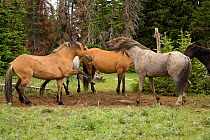 Mustang / Wild horse stallions fighting over mineral deposit, Montana, USA. Pryor