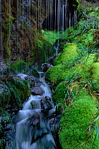 Moss growing around waterfall, Marion Island, Prince Edward Is, sub-Antarctic