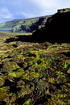 Moss growing on solidified lava on coast, Marion Island, Prince Edward Is sub-antarctica