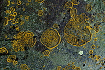 Ancient lichen growing on rock, Marion Island, Prince Edward Is, sub-antarctica
