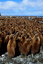 King penguin chicks in creche {Aptenodytes patagoni} Marion Island, sub-antarctica (Taken on location for BBC Planet Earth Shallow Seas 2005).